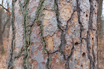 Close-up of the bark of a jew tree. With beautiful, natural texture.
