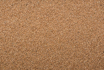 Panoramic close up background of wheat grains. top view. Grains texture 