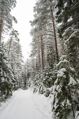 Beautiful atmospheric winter landscape. Snow covered trees in the forest. Winter nature background. Vertical photo.