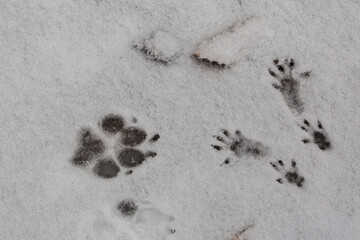 Footprints of a dog paw and the four paws of a squirrel in the snow. Symbol for big and small,...