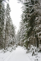Beautiful atmospheric winter landscape. Snow covered trees in the forest. Winter nature background. Vertical photo.