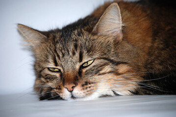 Portrait von einer schlafenden Katze