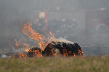 fire in the fields