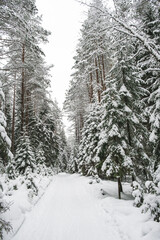 Beautiful atmospheric winter landscape. Snow covered trees in the forest. Winter nature background. Vertical photo.