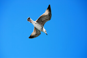 Eine Möwe fliegt vor strahlend blauem Himmel