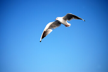 Fototapeta na wymiar Eine Möwe fliegt vor strahlend blauem Himmel