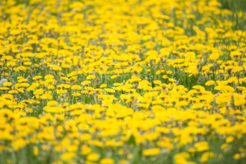 Obraz premium Yelow Dandelion. Bright positive background.
