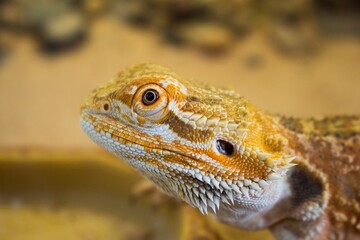 bearded dragon lizard