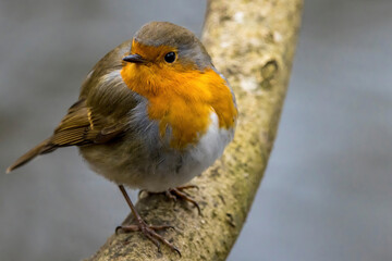 A robin songbird looking for food in winter.