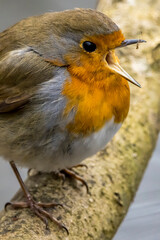 A robin songbird looking for food in winter.