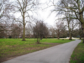 trees in the park