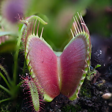 Venus flytrap & Sun dew