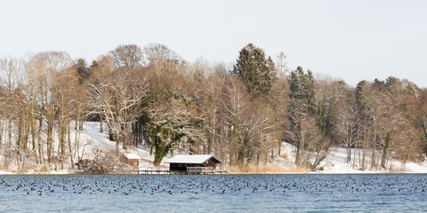 Winter landscape at Starnberger See. With wooden boathouse and a large group of ducks. Panorama format.