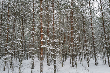 Fototapeta premium snow covered trees in winter