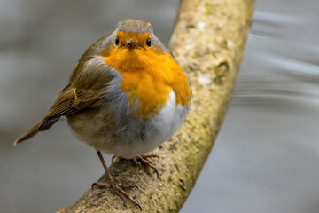 A robin songbird looking for food in winter.