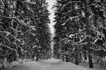 winter road in forest in the snow
