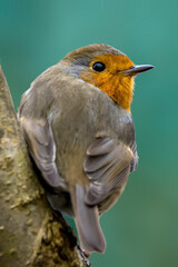 A robin songbird looking for food in winter.