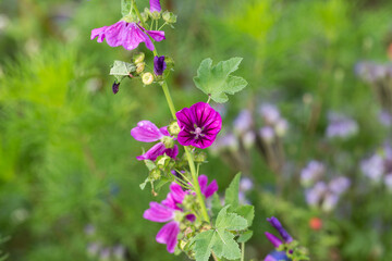 Twig with a Malva sylvestris blossom. Purple colored flower.