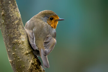 A robin songbird looking for food in winter.