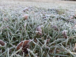 frost on the grass