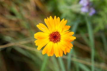 Top down view on a yellow Calendula officinalis blossom. A perennial flower, also known as marigold.