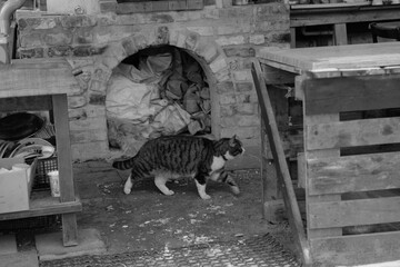 Cat walk near fire place