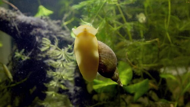 great pond snail crawl glass wall and feed on green algae, ninespine sticklebacks blurred in background in European coldwater biotope aqua, captive wild behaviour