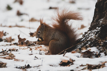 Eichhörnchen im Winter Schnee VI - obrazy, fototapety, plakaty