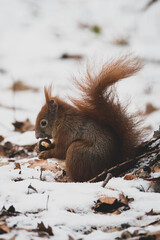 Eichhörnchen im Winter Schnee V - obrazy, fototapety, plakaty