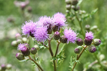 flower of a thistle