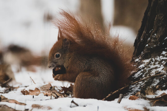 Eichh&ouml;rnchen im Winter Schnee IV