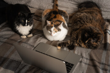 Three cats look at the laptop screen