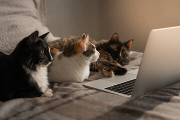 Three cats are lying in front of the laptop