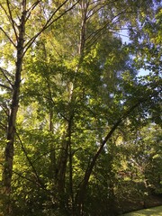 Pflanzen im Wald