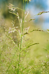 grass in the wind