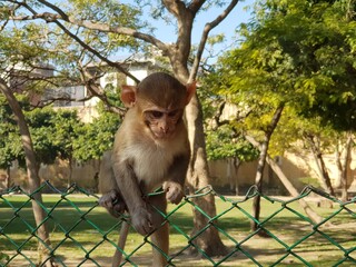 Cute monkey making eyes contact
