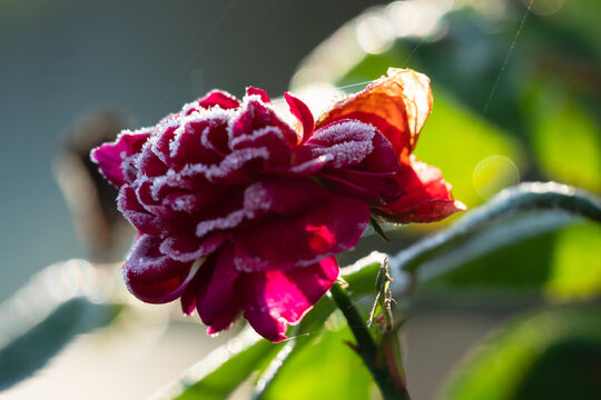 Eisrose 