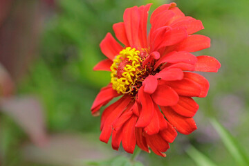 The simplicity of red and pink flower for valentine day