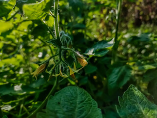 Tomato plants belong to the plant group known as flowering plants or angiosperms. The tomato plant reproduces sexually, meaning that it requires both female and male organs to produce seeds.