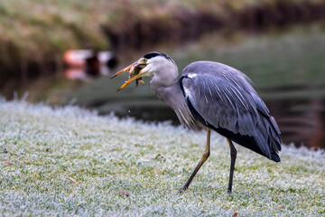 Graureiher (Ardea cinerea) mit Beute