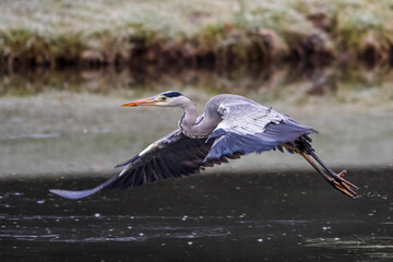 Graureiher (Ardea cinerea)