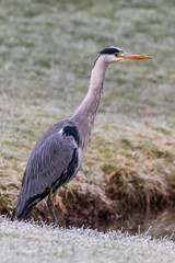 Graureiher (Ardea cinerea)