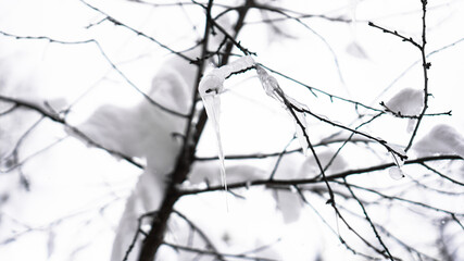 The branch is covered by snow. A thin ice layer. Soft illumination.
