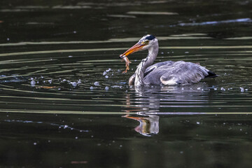 Graureiher (Ardea cinerea) mit Beute