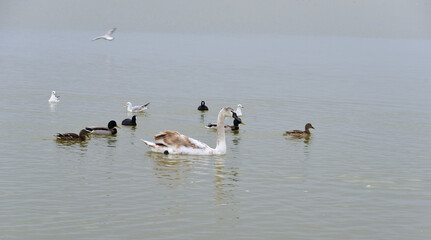 Ducks lined up and seem to protect the swan from annoying seagulls