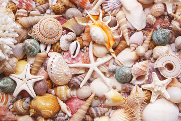Seashell background, lots of seashells with starfishes and corals