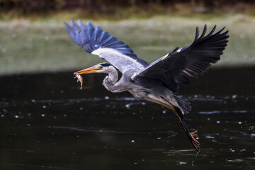 Graureiher (Ardea cinerea) mit Beute
