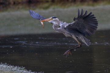 Graureiher (Ardea cinerea) mit Beute