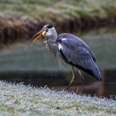 Graureiher (Ardea cinerea) mit Beute
