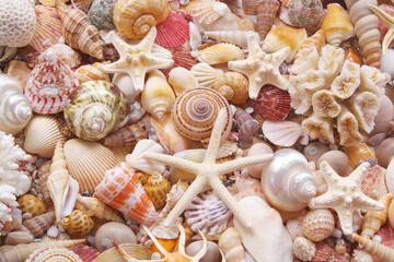 Seashell background, lots of seashells with starfishes and corals